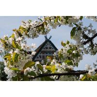  2440_24 Kirschbluete im Altes Land - Giebel vom Fachwerkhaus. | Fruehlingsfotos aus der Hansestadt Hamburg; Vol. 2